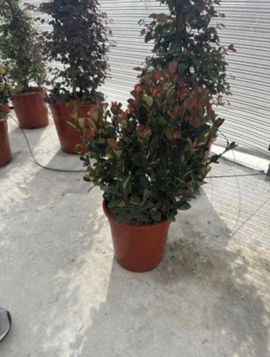 Photinia Compacta (Ball)