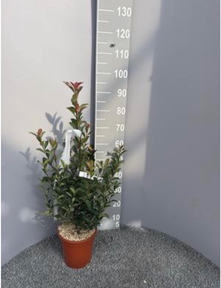 Photinia 'Compacta'