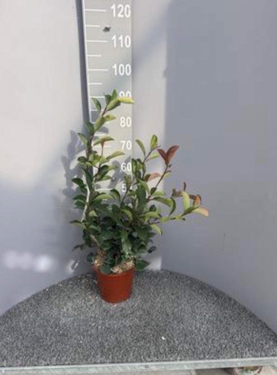 Photinia Red Robin