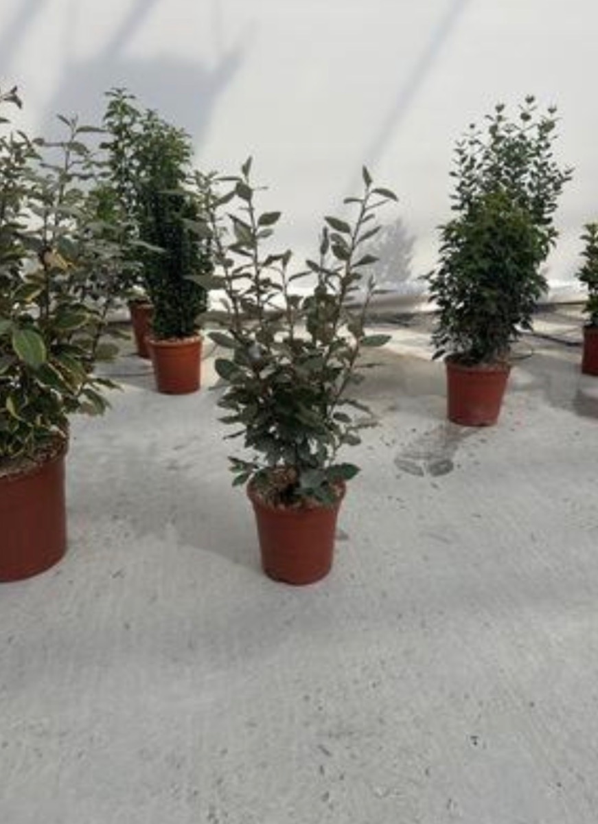 Elaeagnus 'Compacta'
