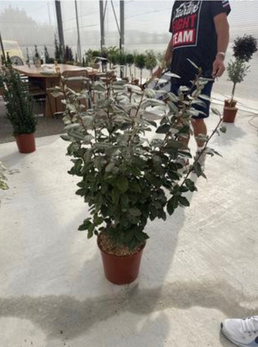 Elaeagnus 'Compacta'