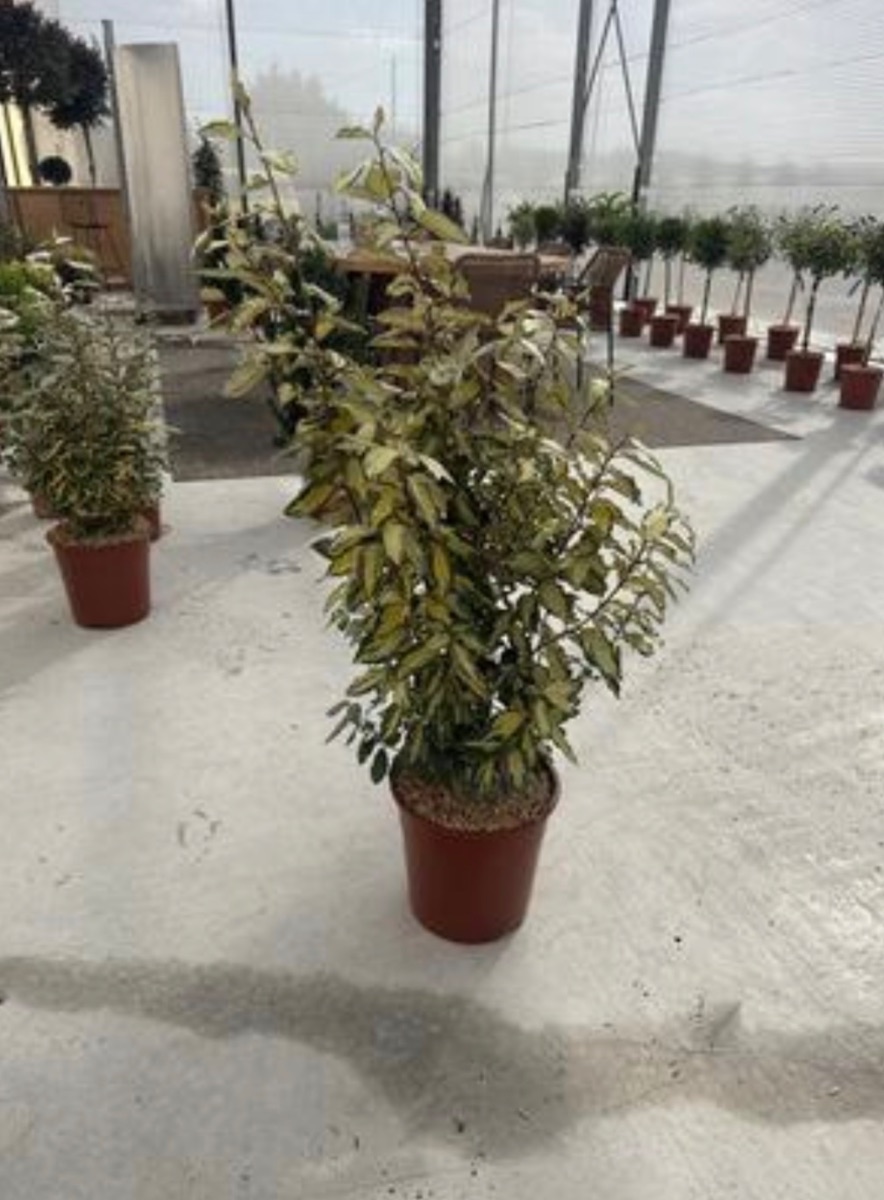 Elaeagnus 'Maryline'