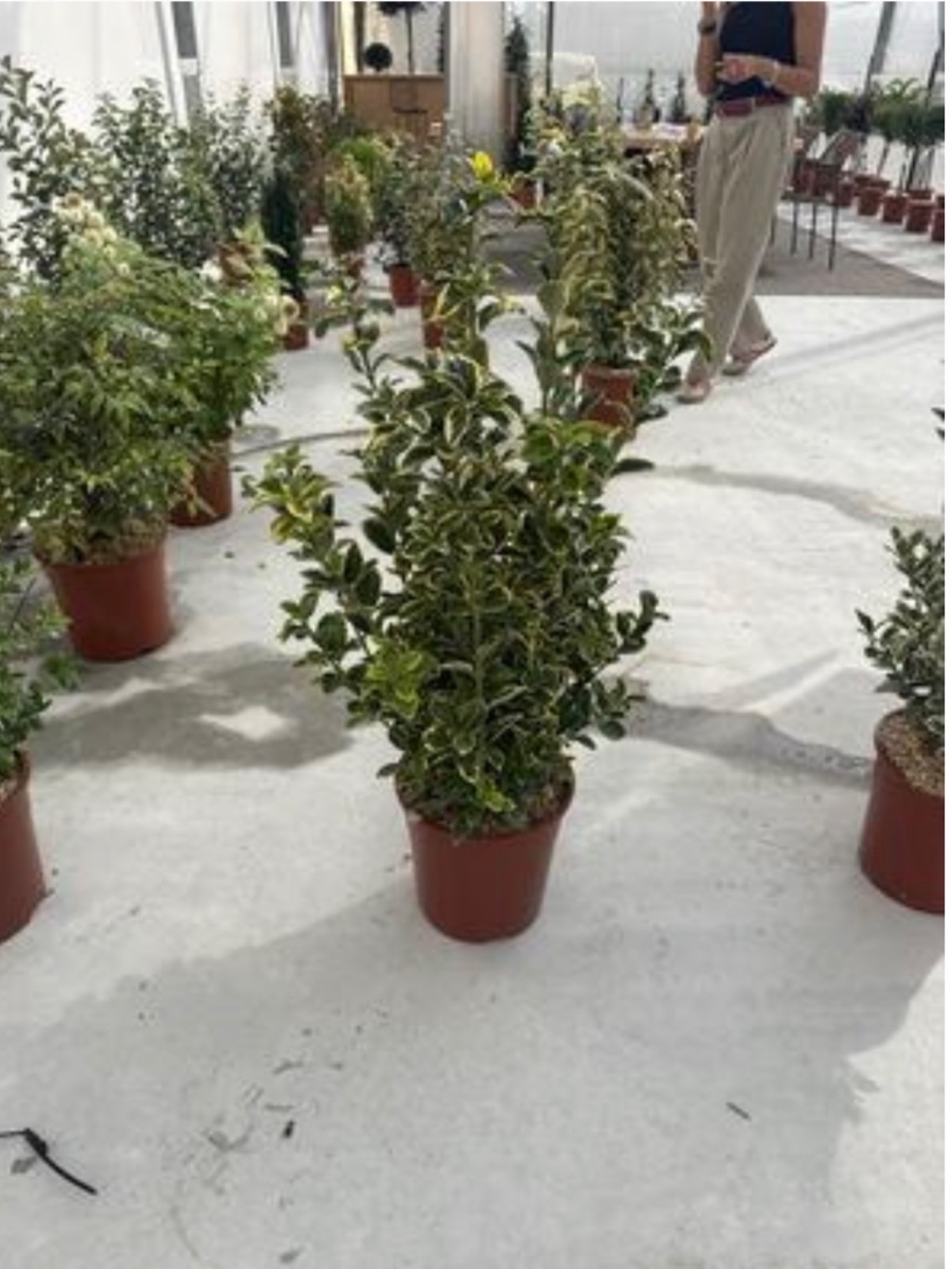 Golden Euonymus (Bush)