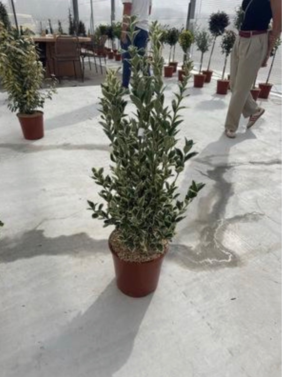 Euonymus 'Bravo'