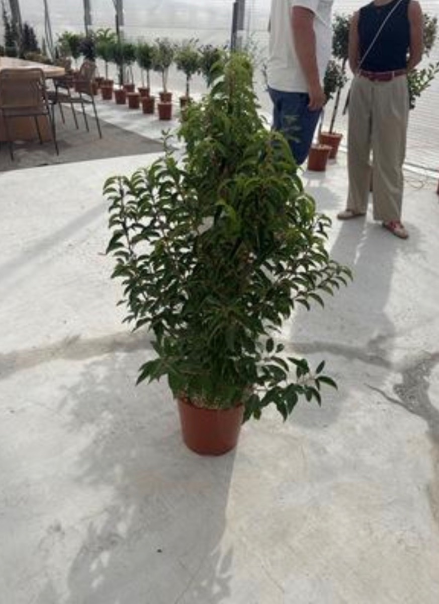 Portuguese Laurel (Bush)