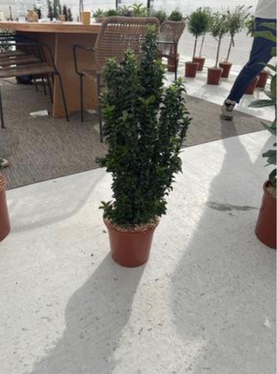 Euonymus 'Green Spire'