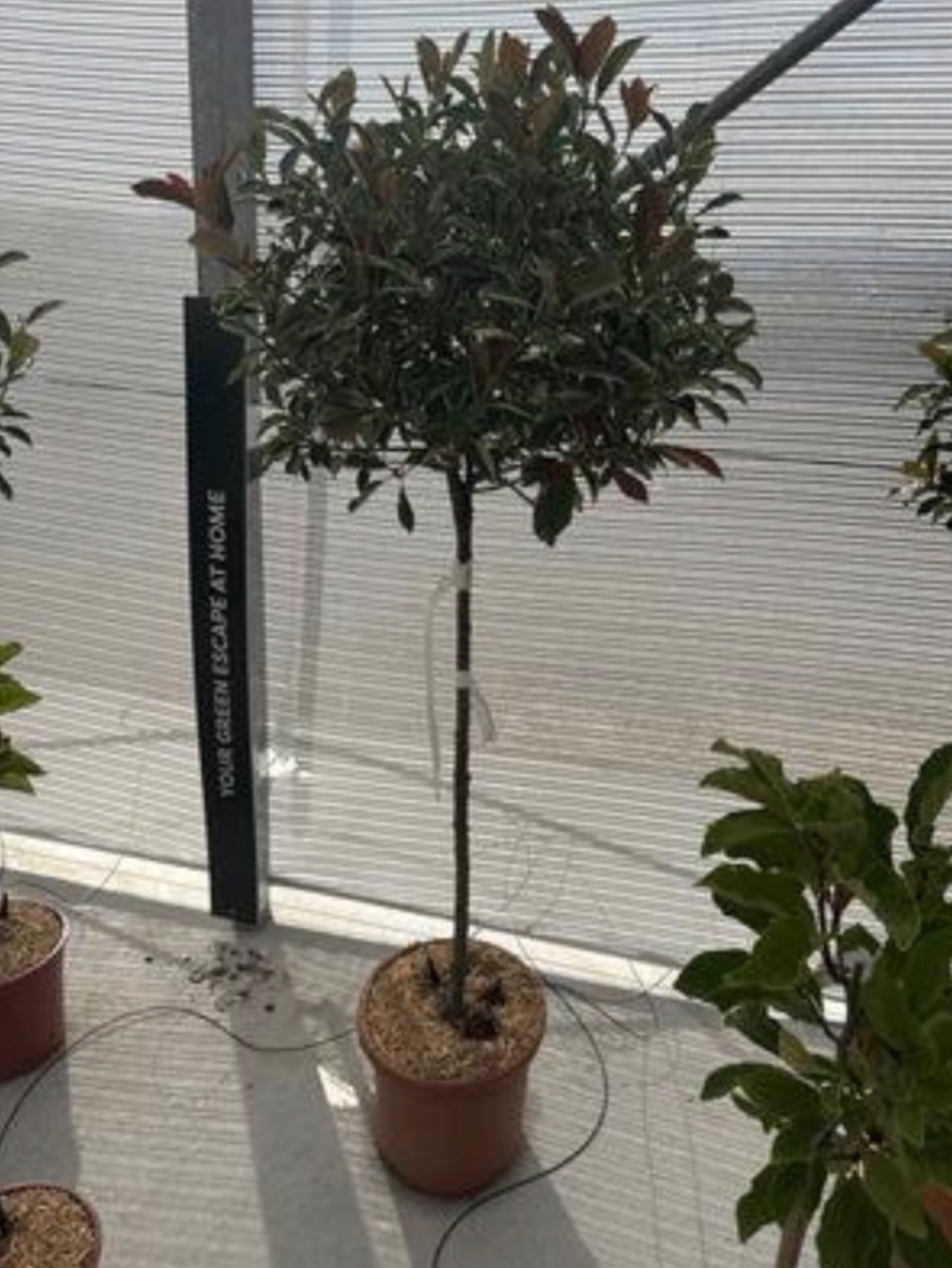 Pink Marble Photinia (Standard)