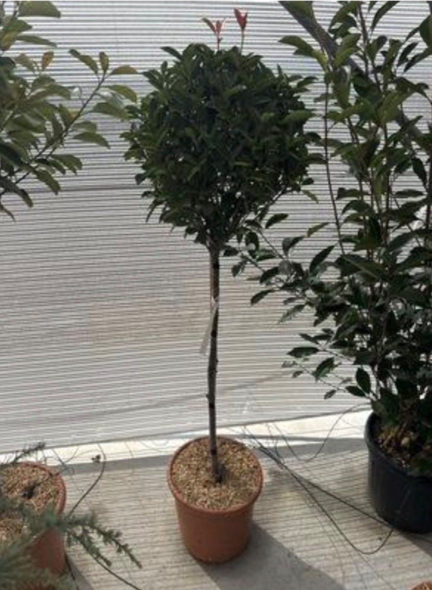 Photinia Compacta (Standard)