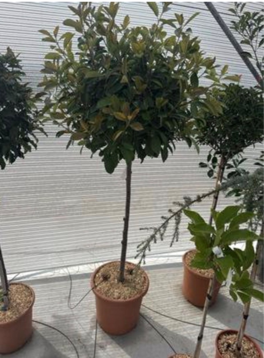 Photinia Red Robin (Standard)