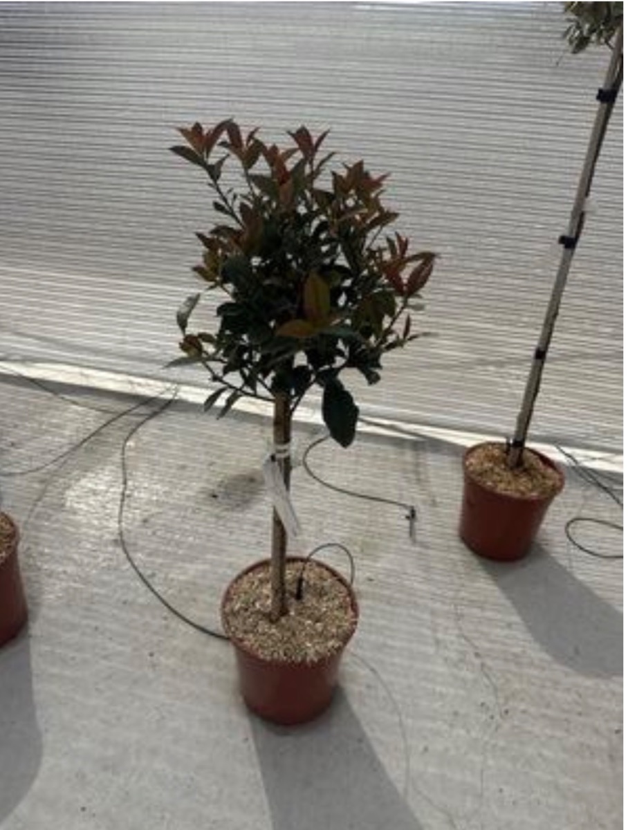 Photinia Compacta (Standard)