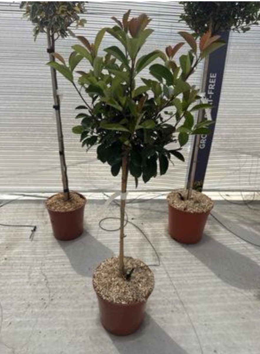 Photinia Red Robin (Standard)