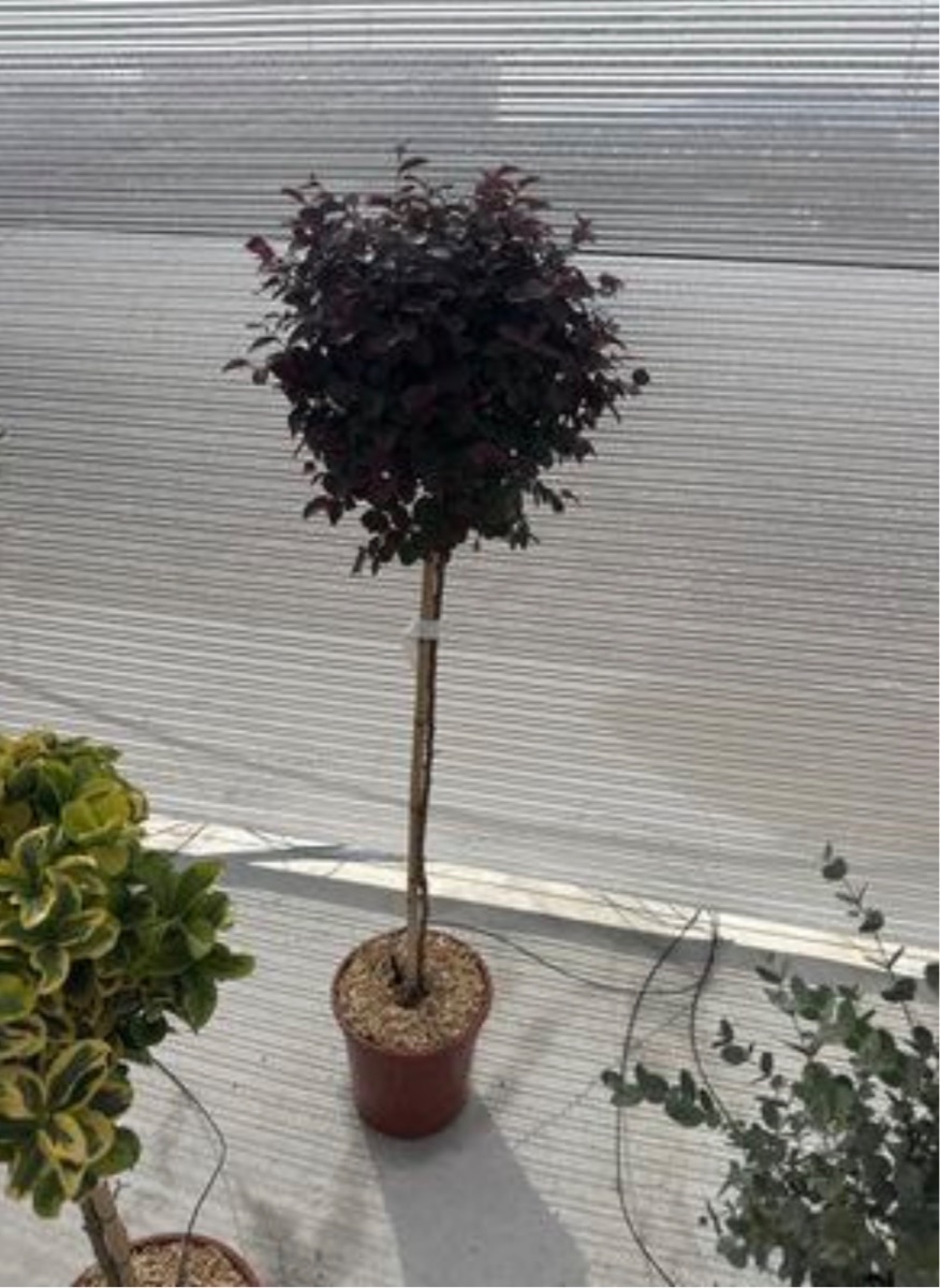 Loropetalum chinense 'Fede' (Standard)