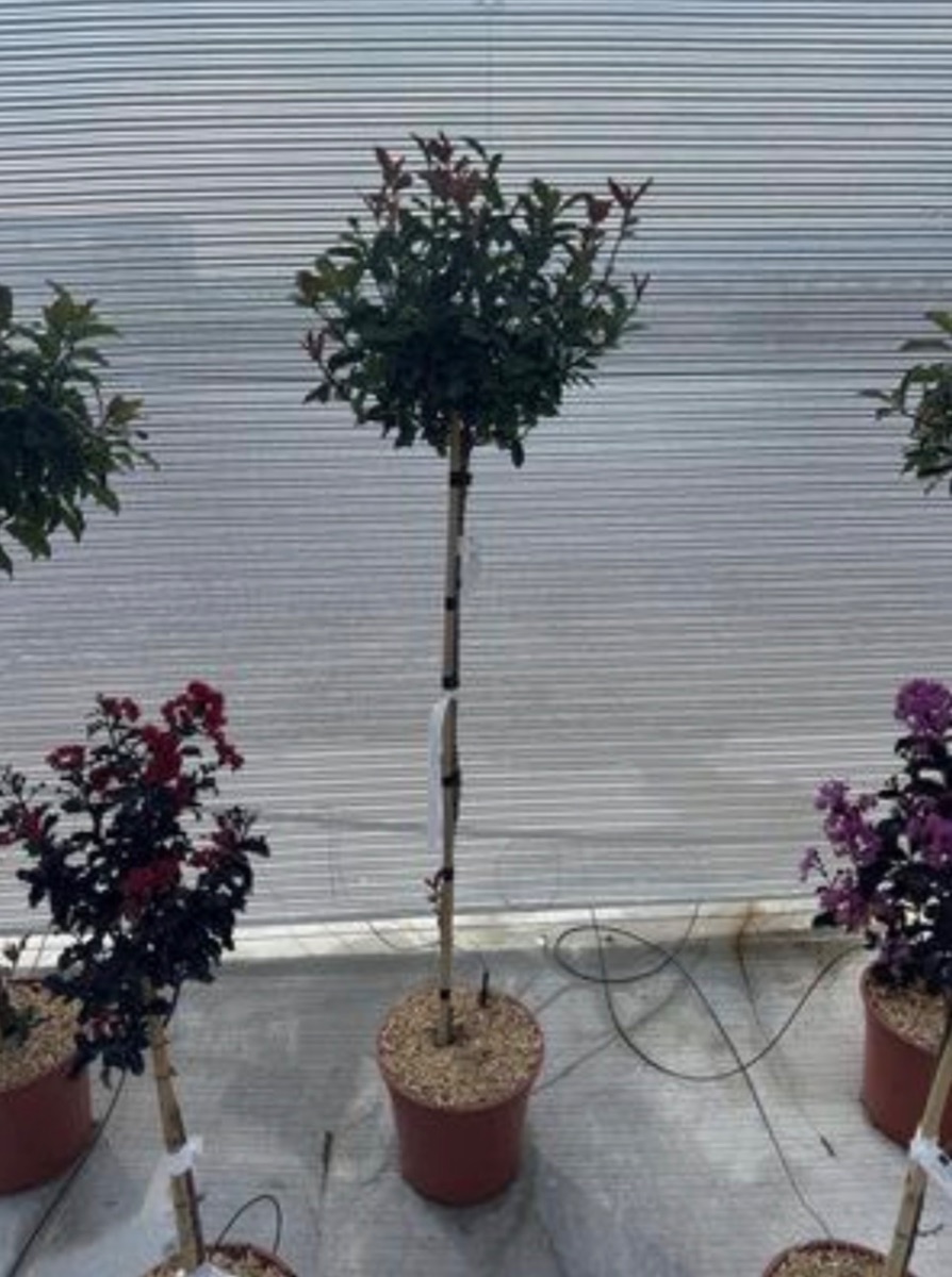 Photinia Red Robin "Carre Rouge"(Standard)
