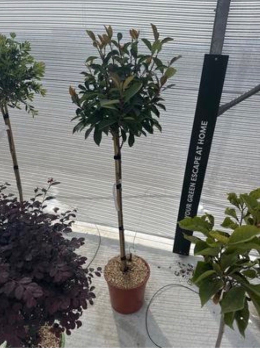 Photinia Red Robin (Standard)