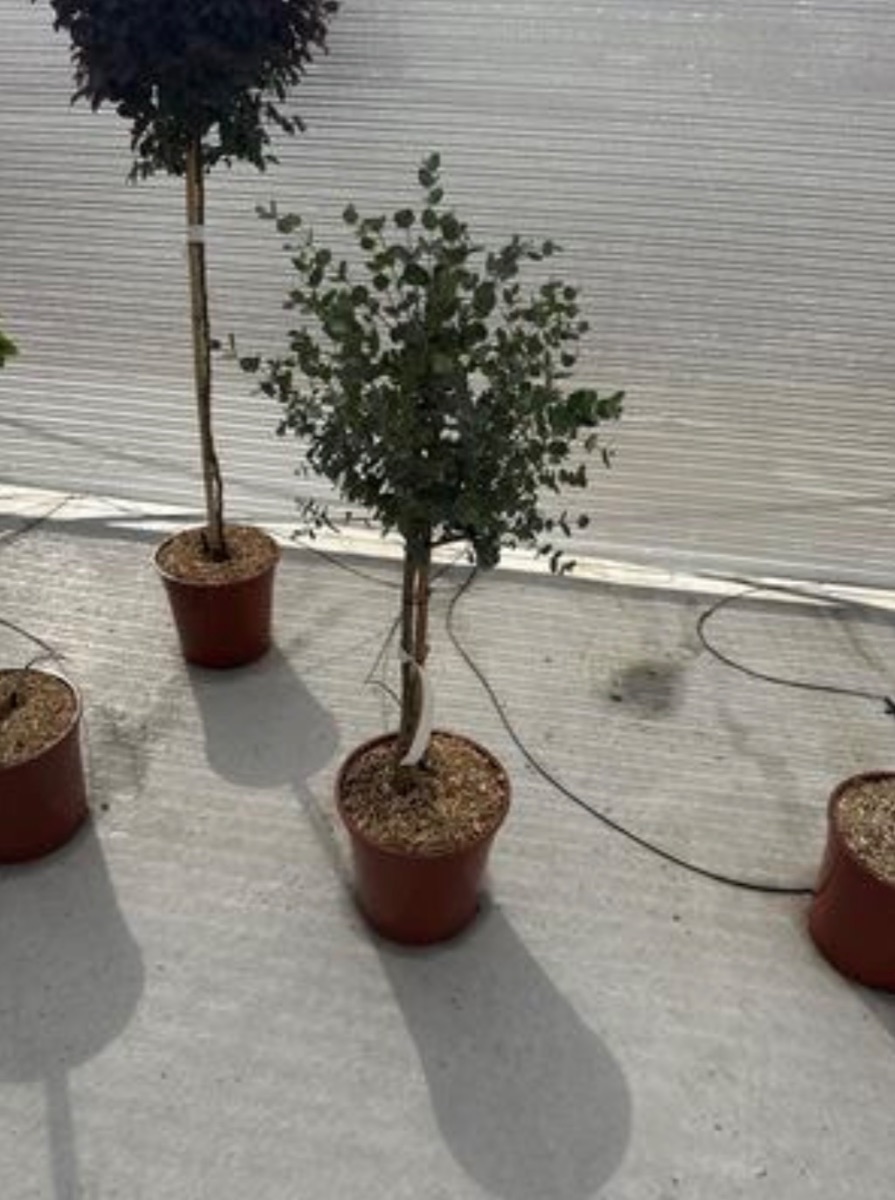 Eucalyptus Standard