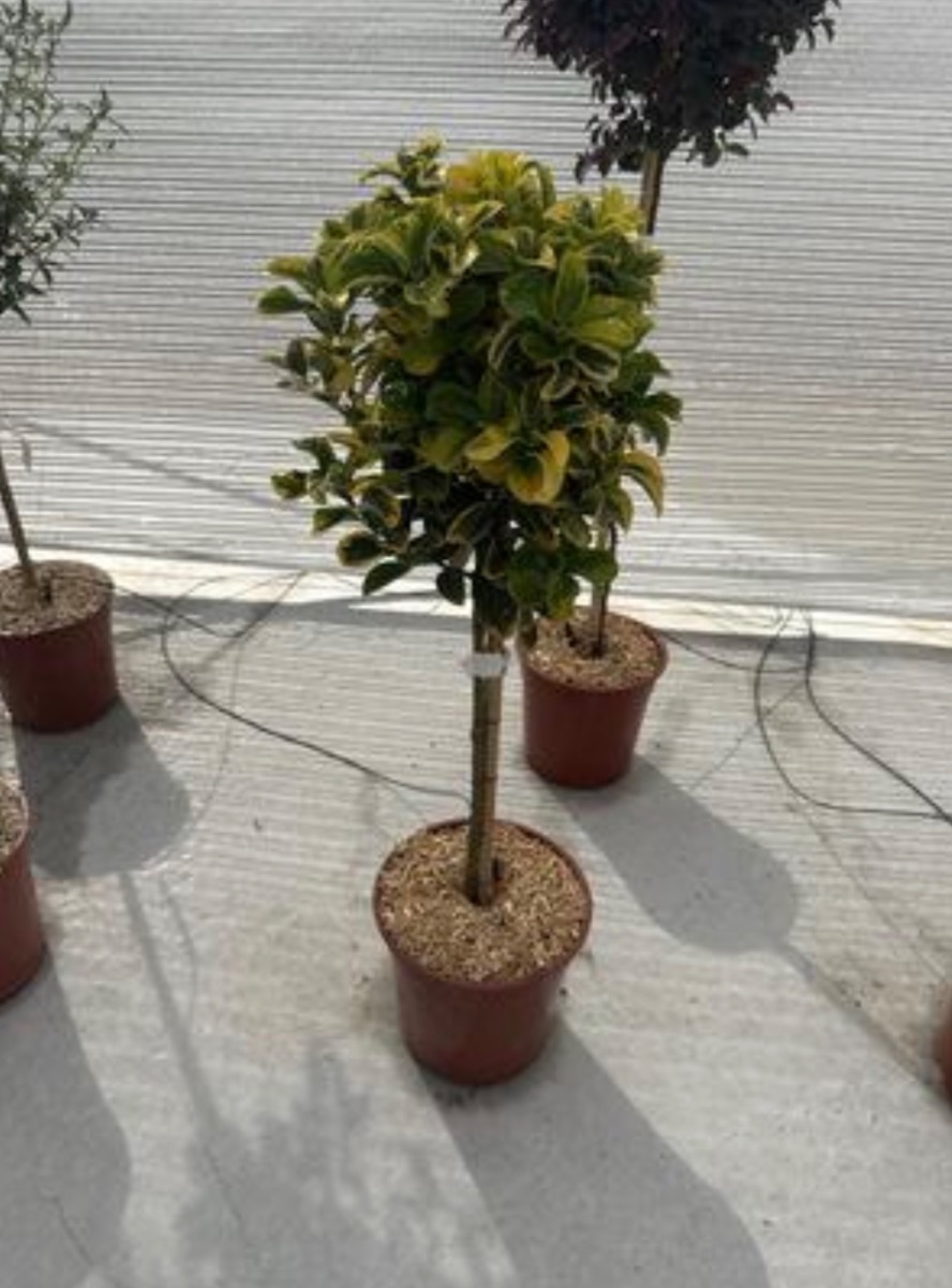 Golden Euonymus (Standard)