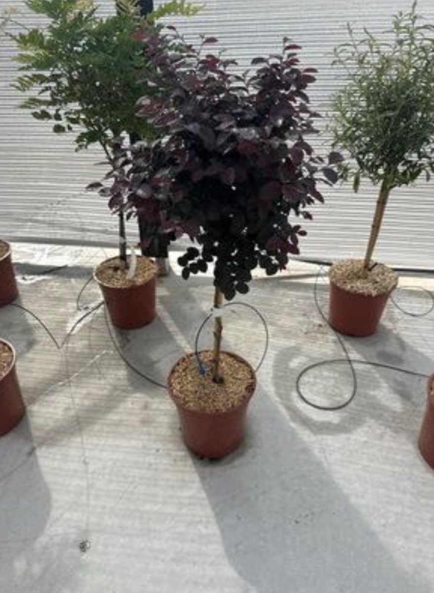 Loropetalum chinense 'Fire Dance' (Standard)
