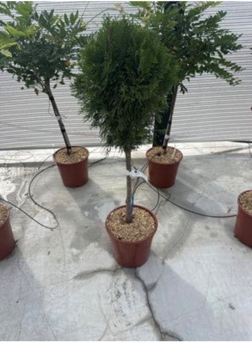 Thuja occidentalis 'Smaragd' (Standard)