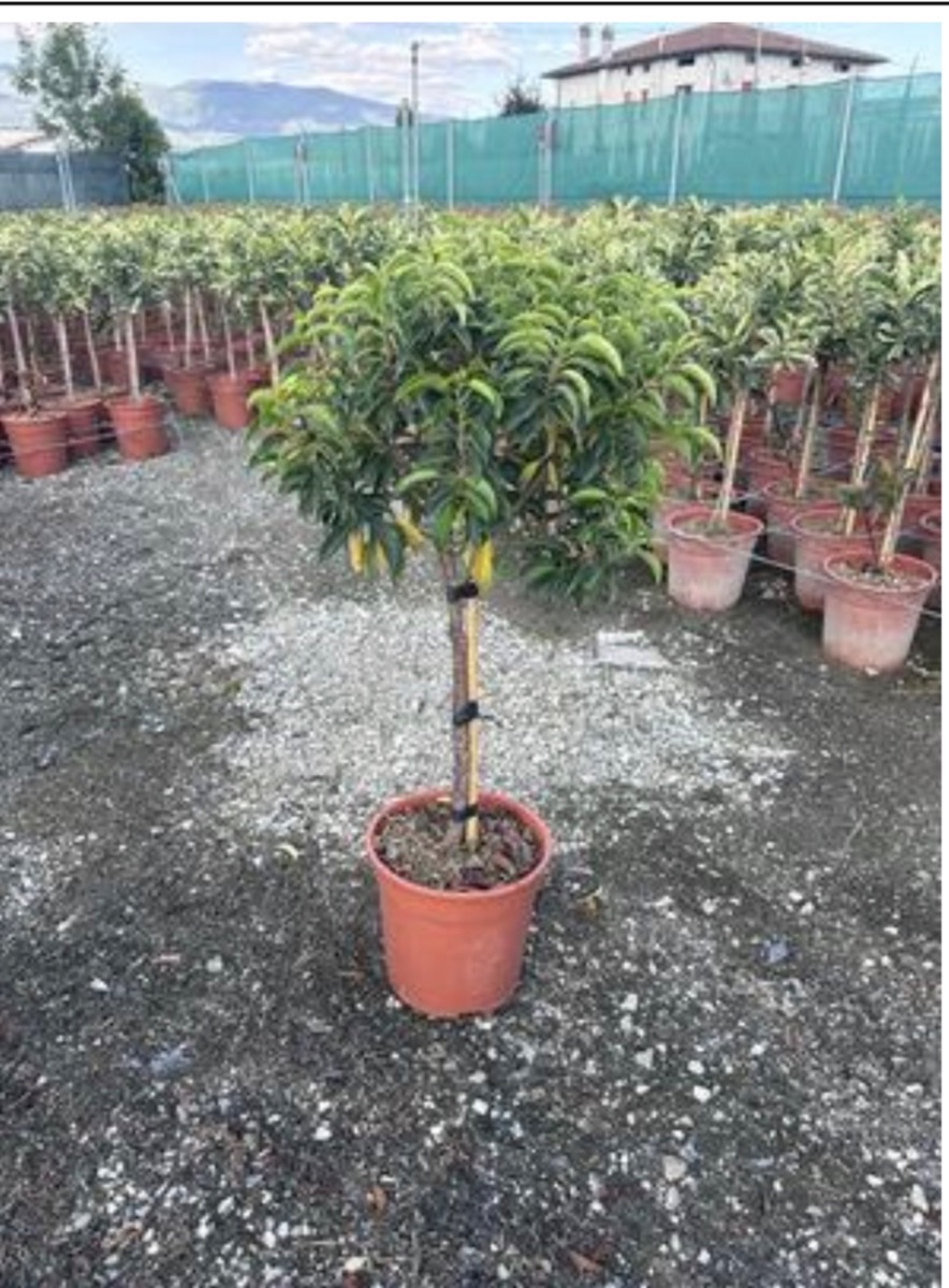 Portuguese Laurel (Standard)