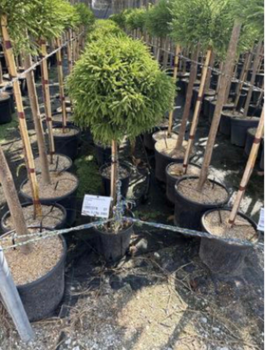 Cryptomeria japonica 'Little Champion'