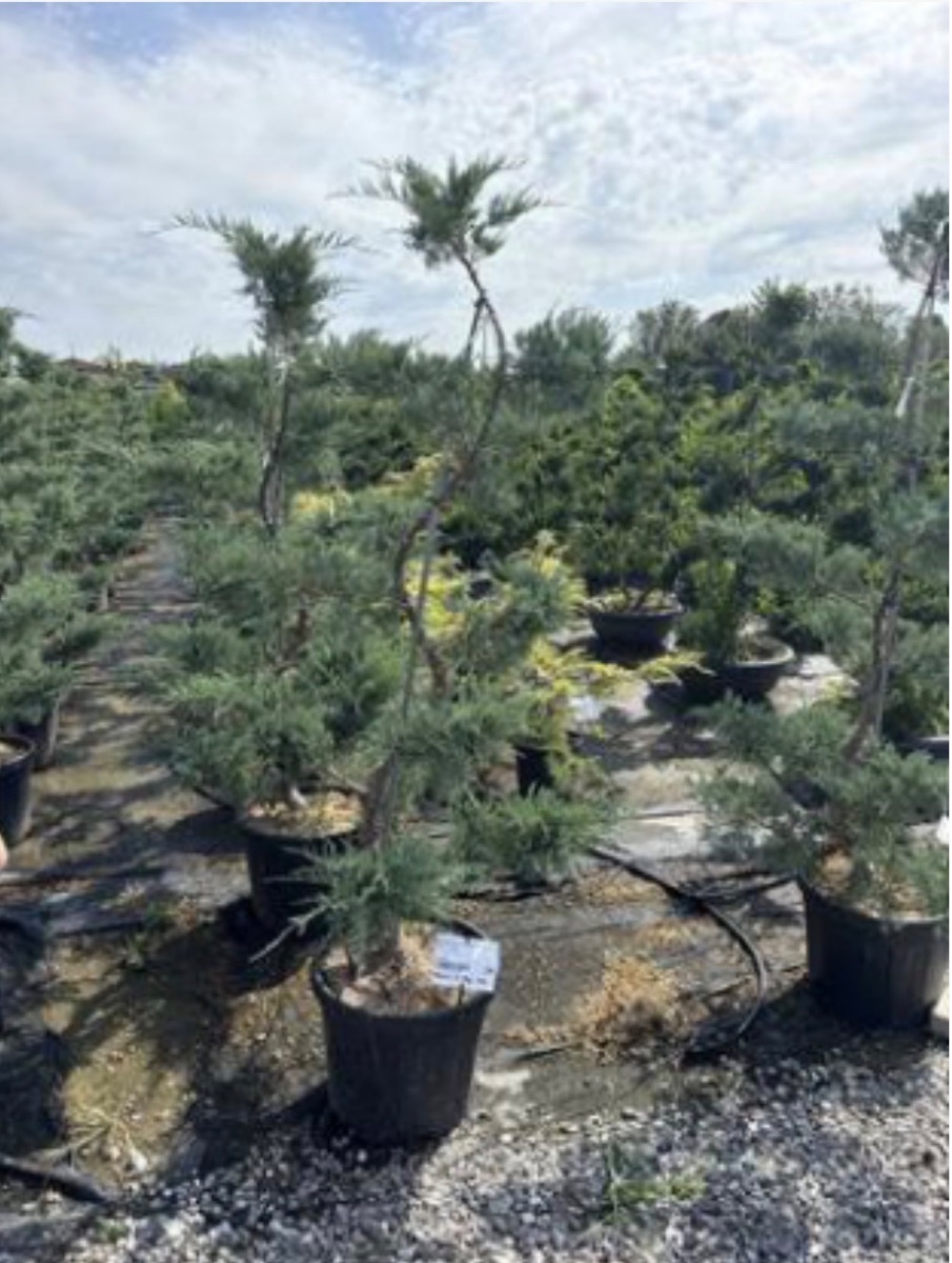 Juniperus 'Grey Owl'