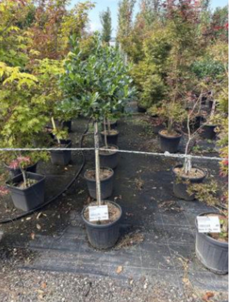 Ilex 'Nellie R. Stevens'