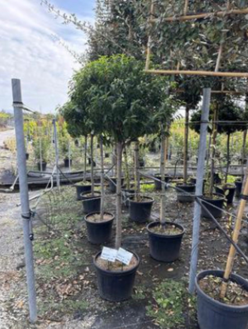Portuguese laurel (Standard)