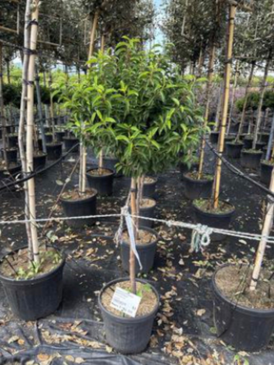 Portuguese laurel (Standard)
