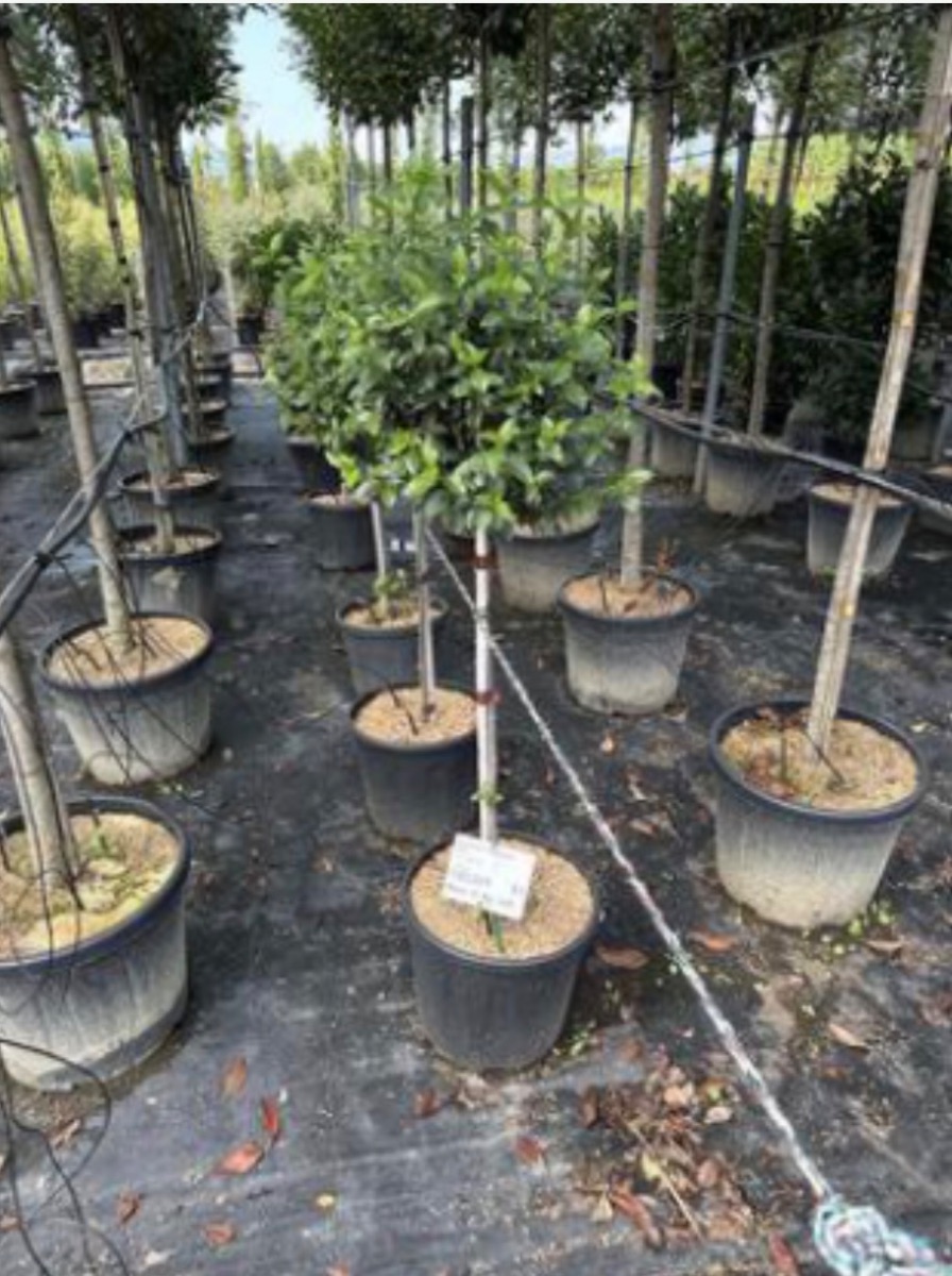 Viburnum tinus 'Eve Price'