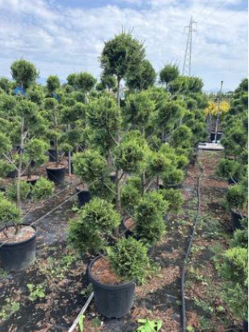 Cupressus macrocarpa 'Castlewellan Gold'