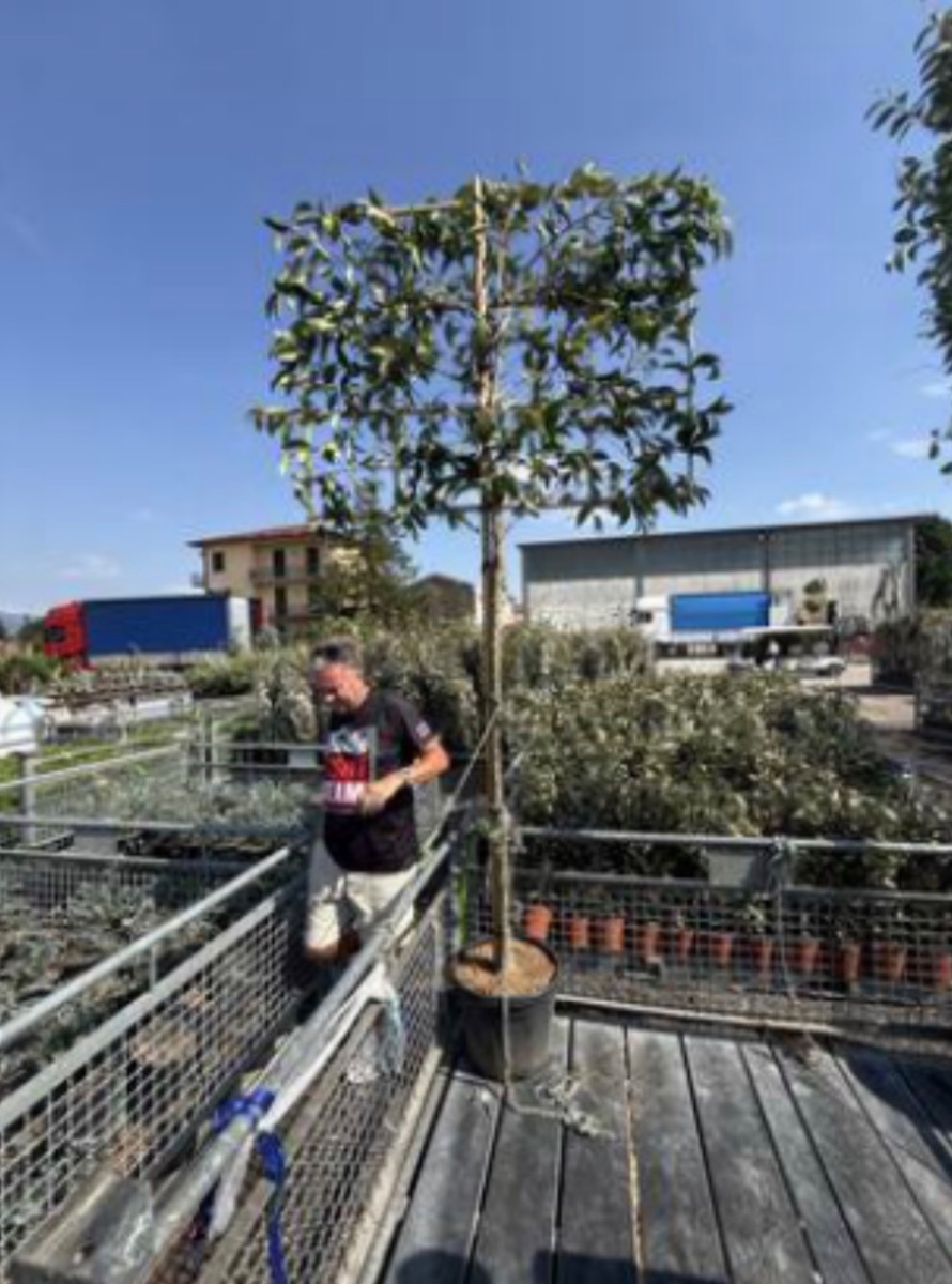 Ligustrum japonicum 'Texanum'