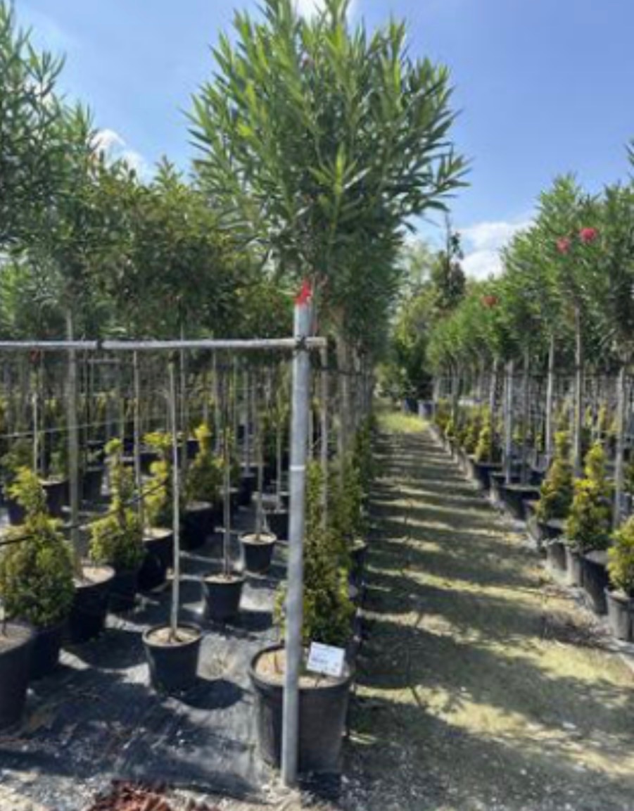 Nerium Oleander (Standard)