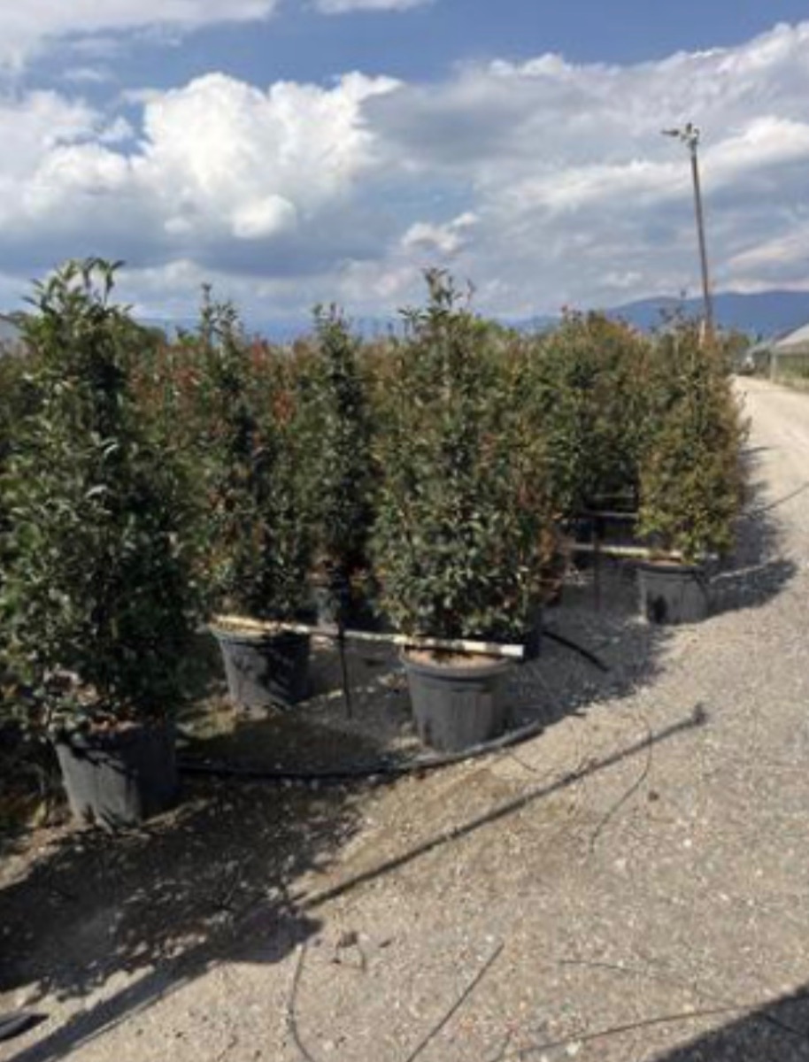 Photinia x fraseri 'Compacta'