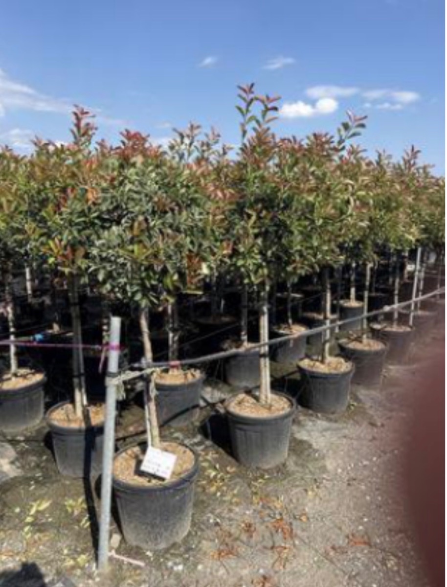 Photinia x fraseri 'Pink Marble'