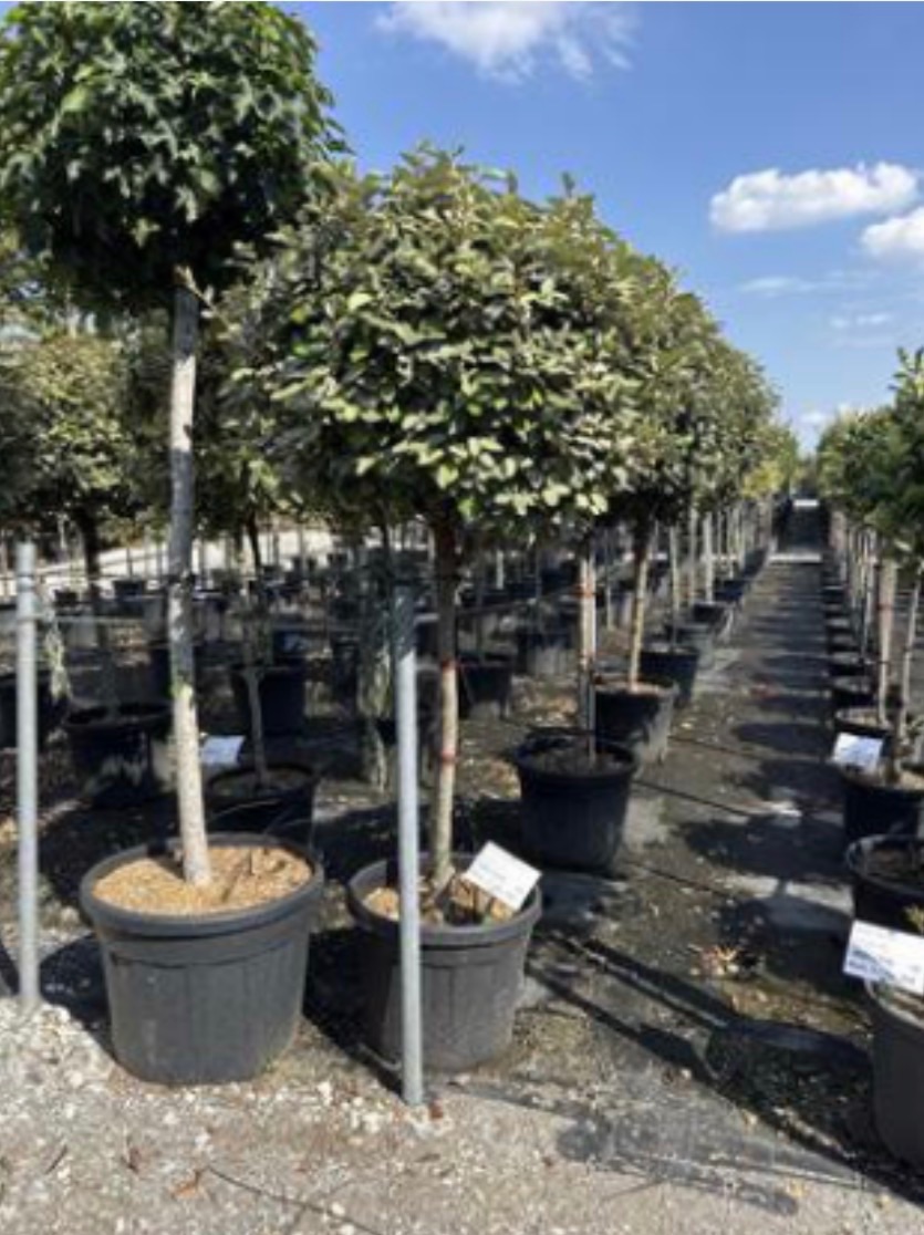 Elaeagnus x ebbingei 'Compacta'