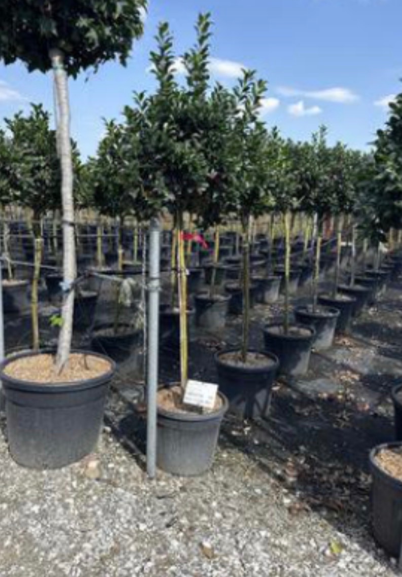 Ilex 'Blue Maid'
