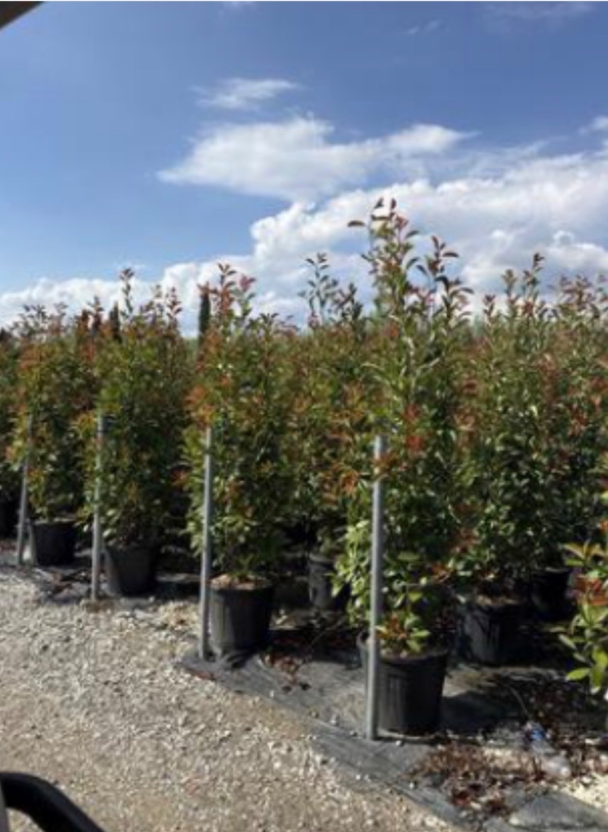 Photinia x fraseri 'Red Robin'
