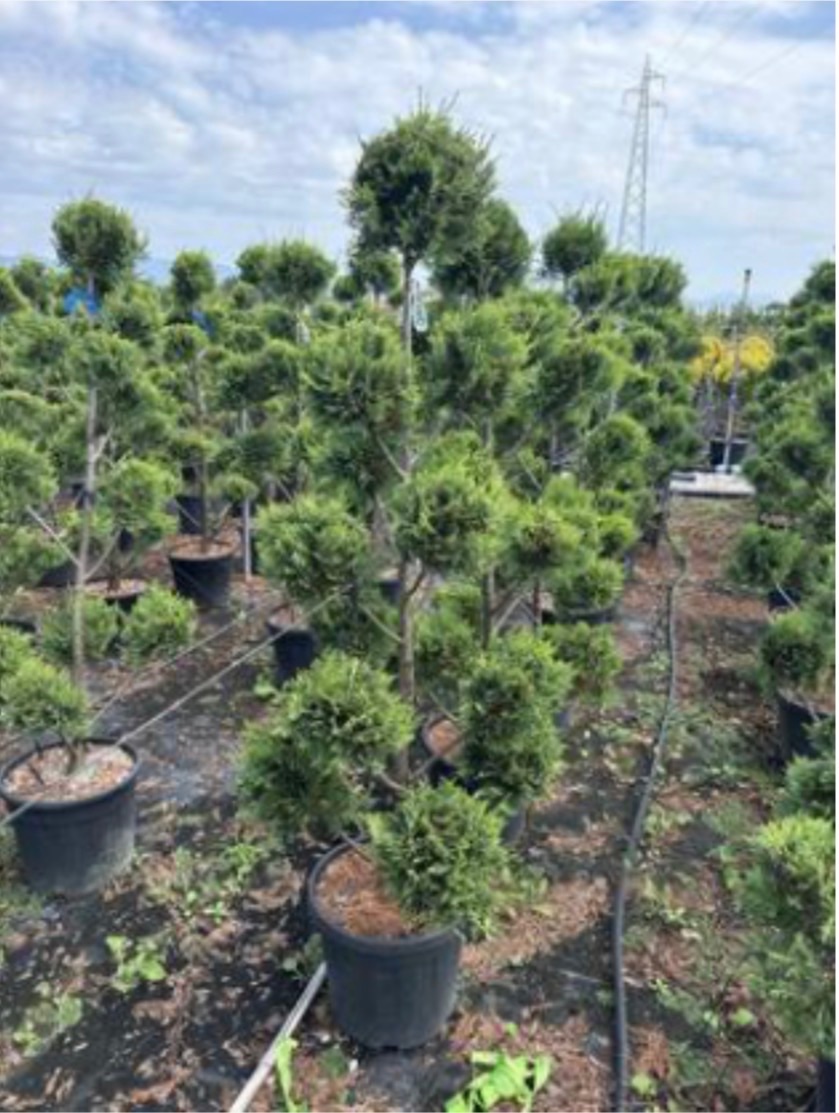 Cupressus 'Castlewellan Gold'