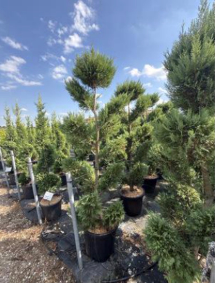 Cupressus macrocarpa 'Castlewellan Gold'