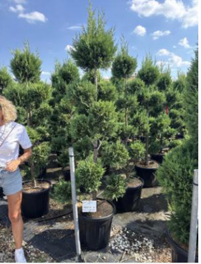 Cupressus macrocarpa 'Castlewellan Gold'