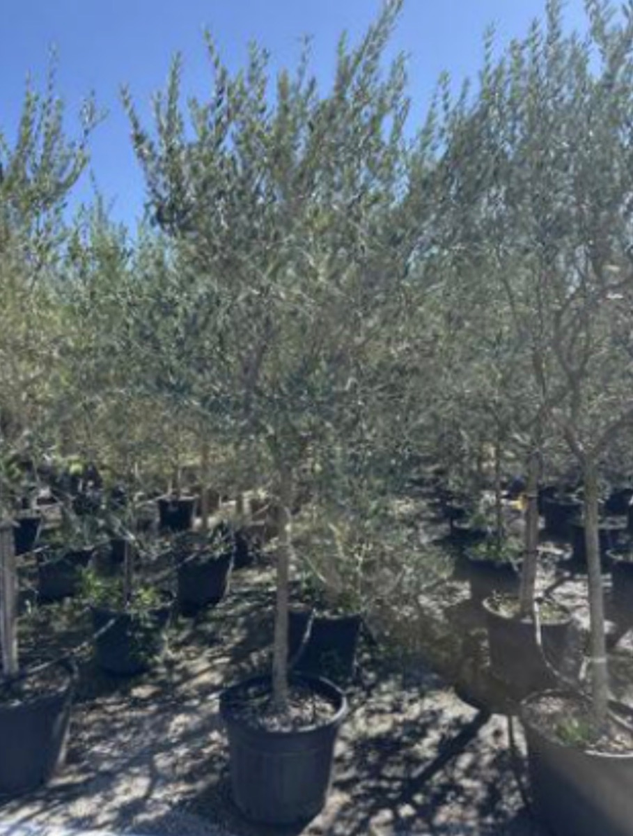 Olive Tuscan (Stem 100 16/18 girth)