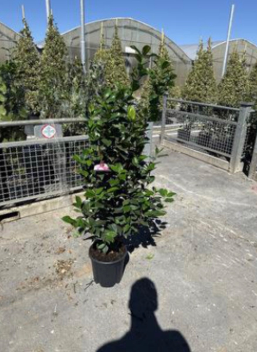Camellia mix