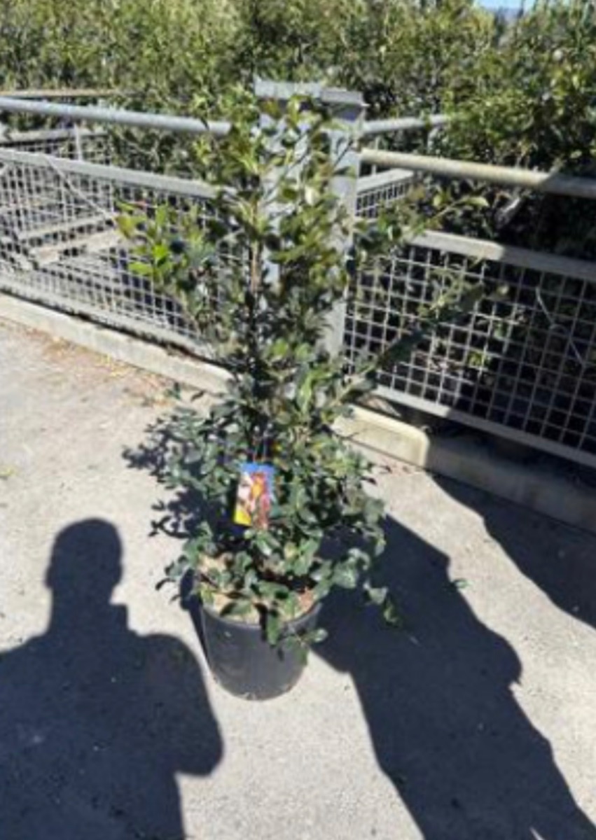 Camellia Sasanqua mix