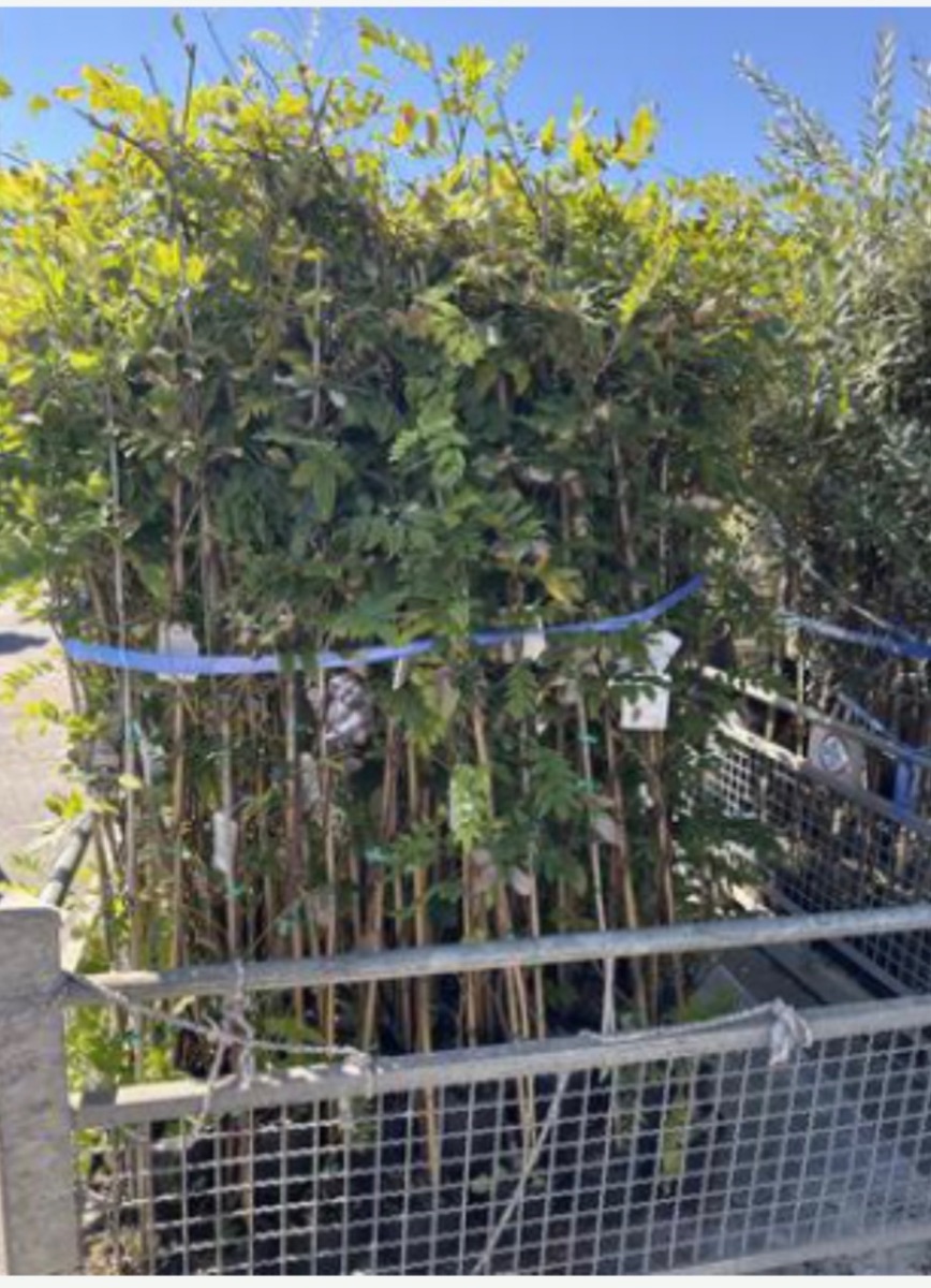 Wisteria mix