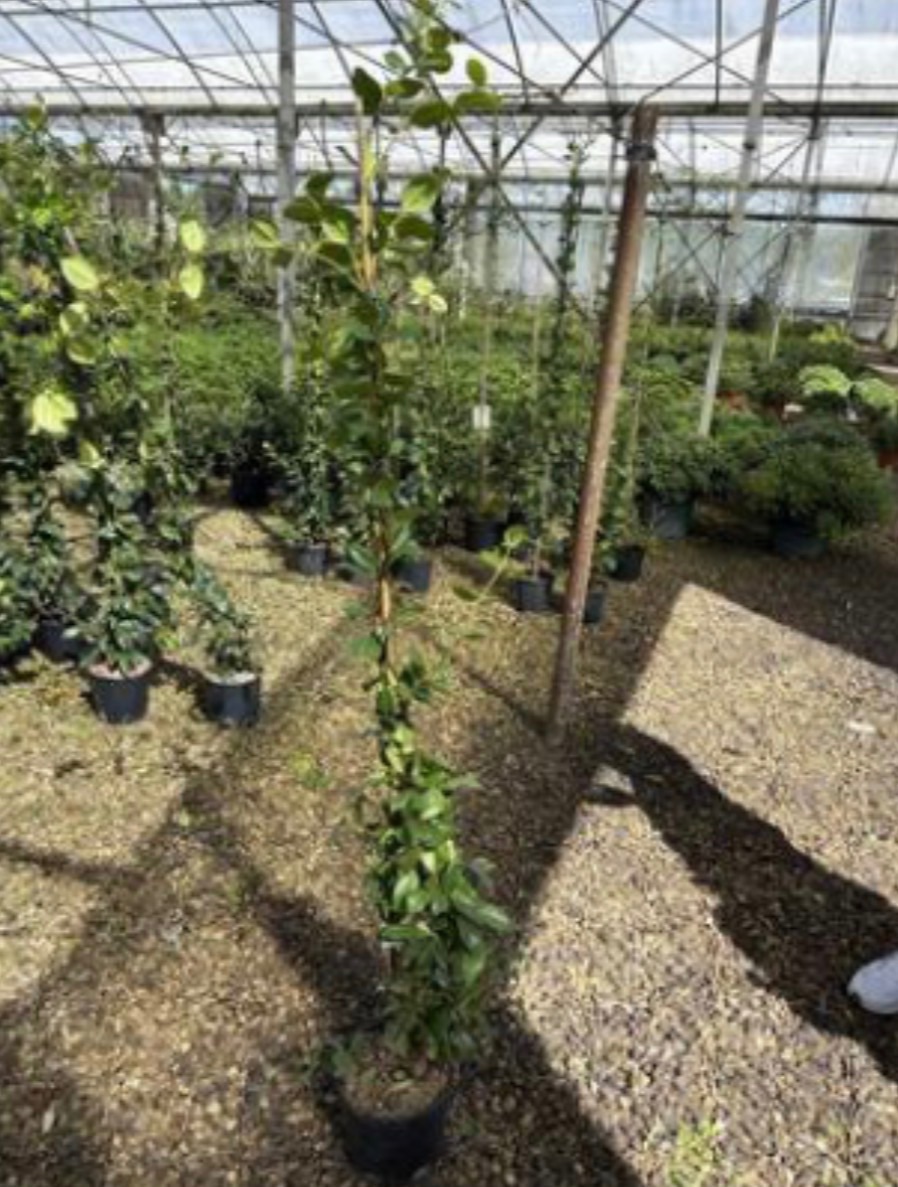 Trachelospermum Jasminoides