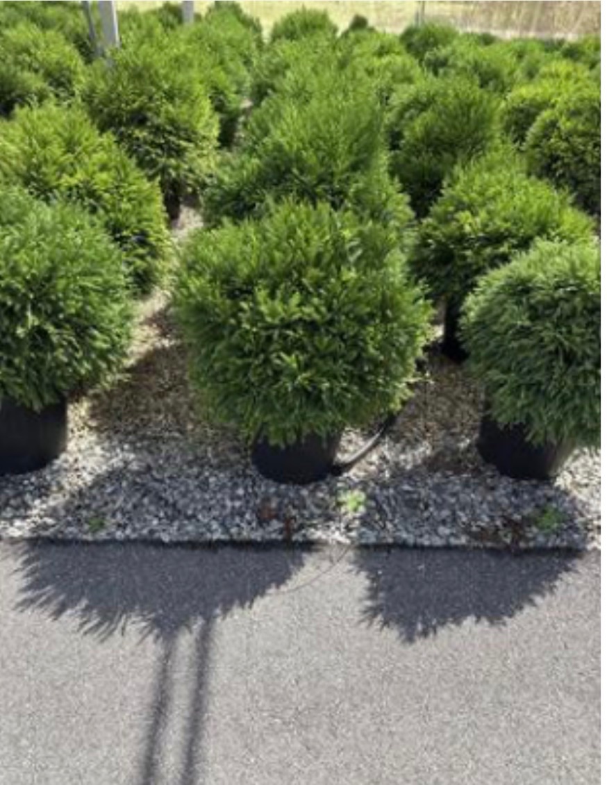Cryptomeria