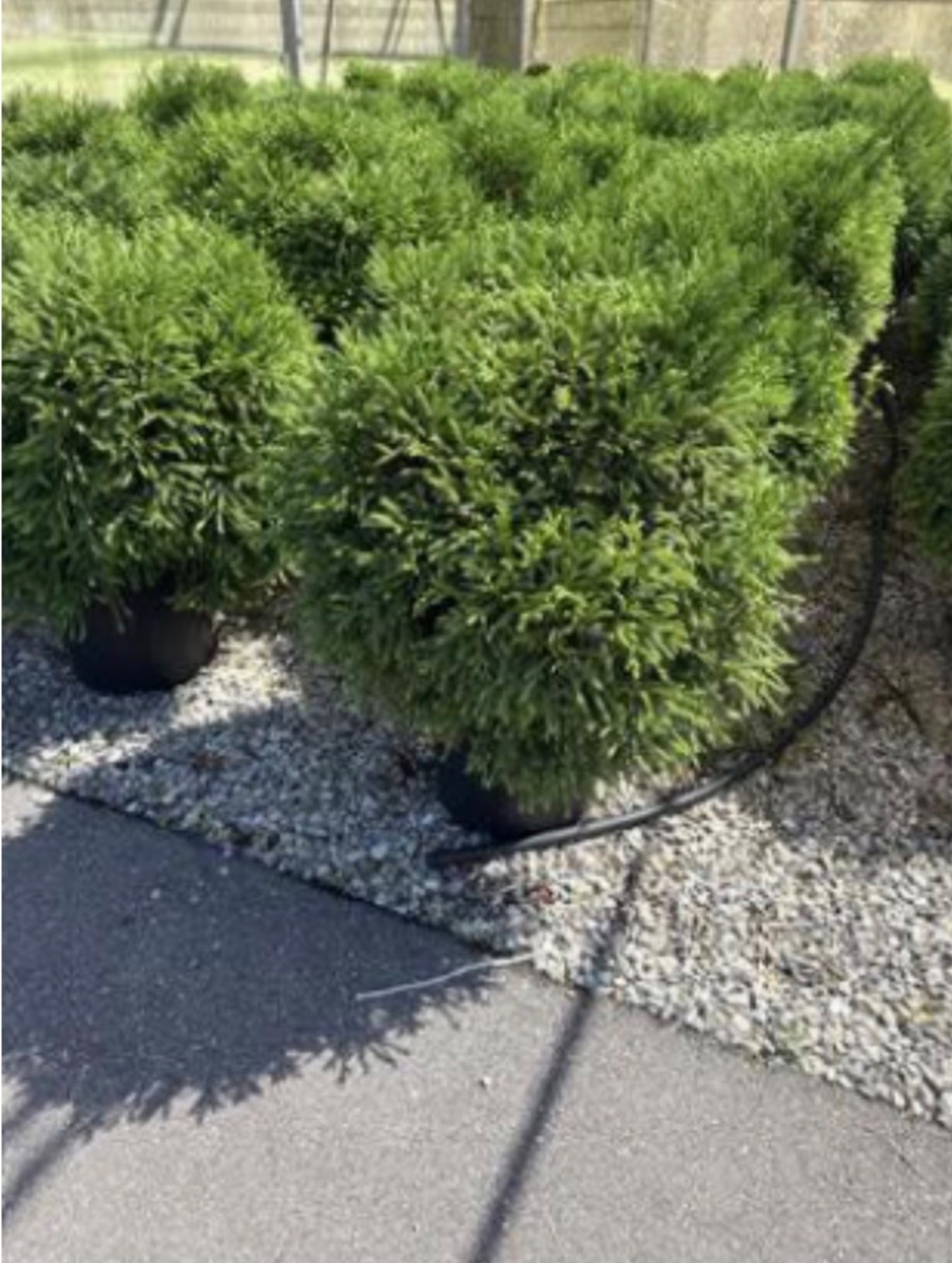 Cryptomeria