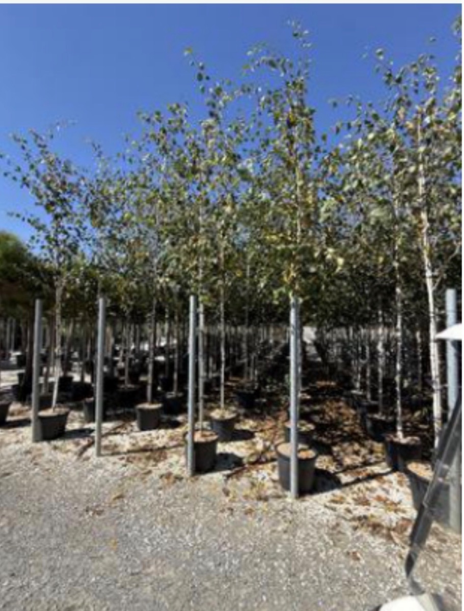Silver Birch Standard
