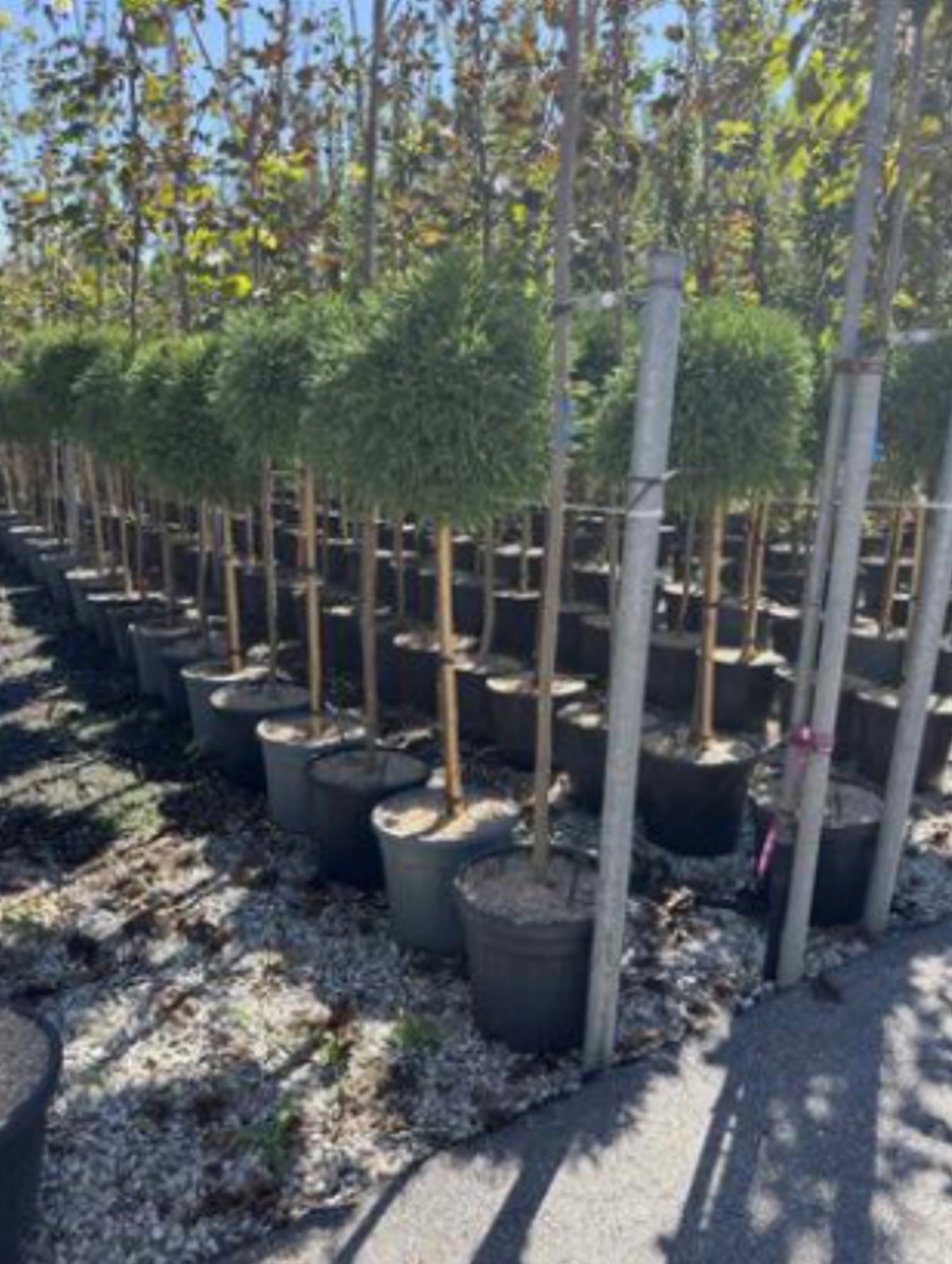 Cryptomeria Standard