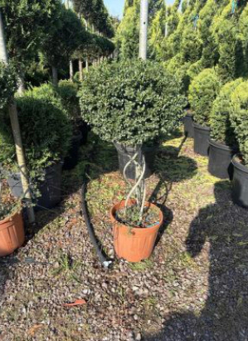Ilex crenata 'Kinme'